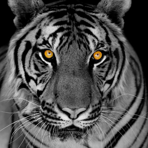 black and white tiger