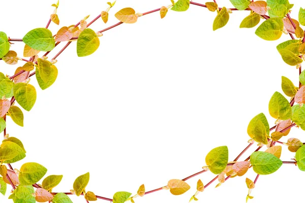 Beyaz arka plan üzerinde izole yeşil sarmaşık bitki çerçeve — Stok fotoğraf
