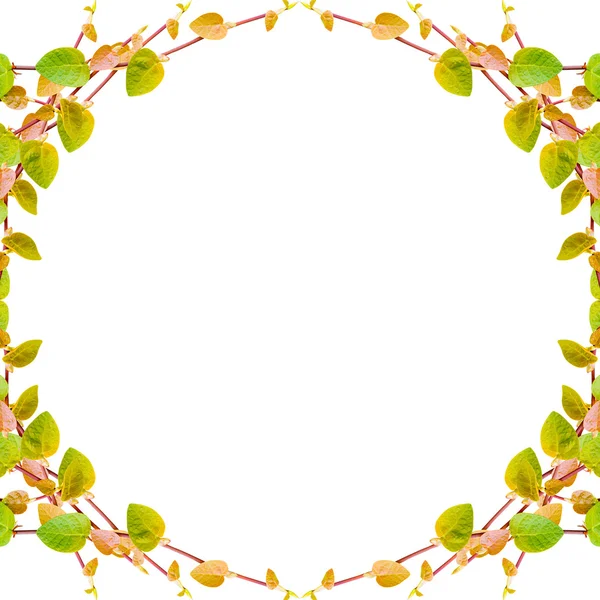 Beyaz arka plan üzerinde izole yeşil sarmaşık bitki çerçeve — Stok fotoğraf
