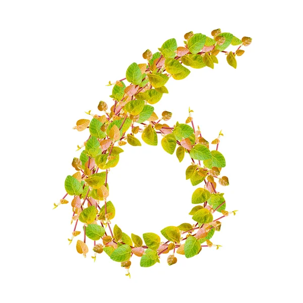 Sayı 6, alfabe yeşil yaprak — Stok fotoğraf