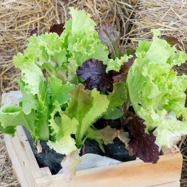 hasır sepet içinde Bahçe Yeşil Salata