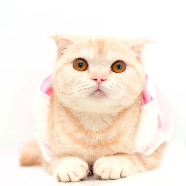 Scottish Fold cat — Stock Photo, Image