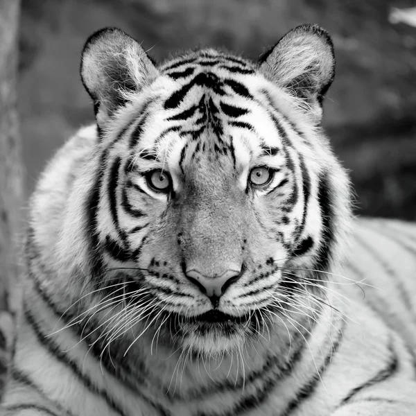 Tigre preto e branco — Fotografia de Stock