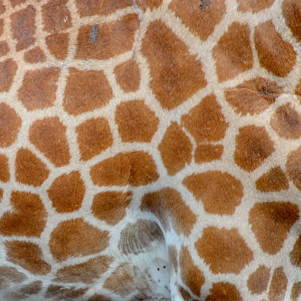 Véritable peau de girafe — Photo