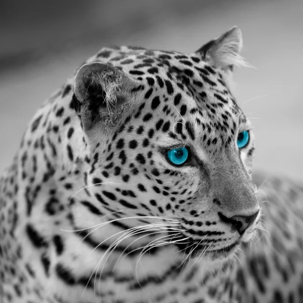 Jaguar noir et blanc — Photo