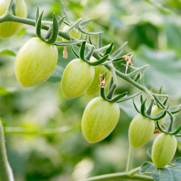 Zielone pomidory. Koncepcja rolnictwa. — Zdjęcie stockowe