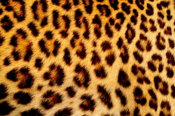 Véritable peau de jaguar — Photo