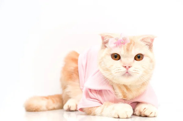 Scottish Fold cat — Stock Photo, Image