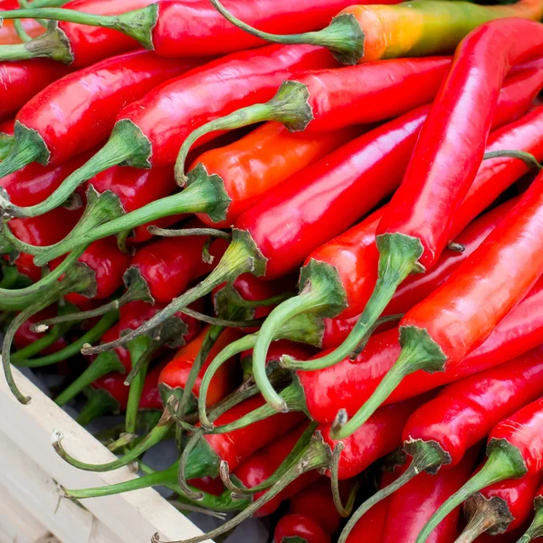 Pimentos de pimentão — Fotografia de Stock