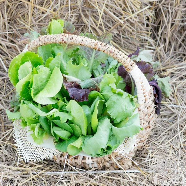 Salad greens from the garden in a wicker basket — Stock Photo, Image