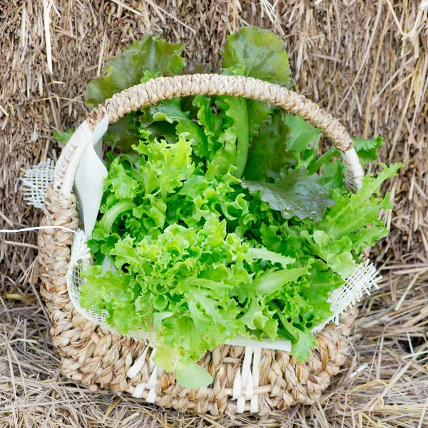 Salad greens from the garden in a wicker basket — Stock Photo, Image