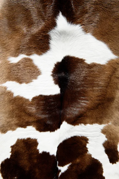 Koe huidtextuur — Stockfoto