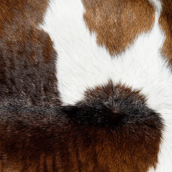 Cow skin texture — Stock Photo, Image