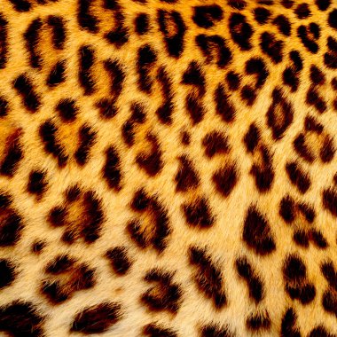 Gerçek jaguar cilt
