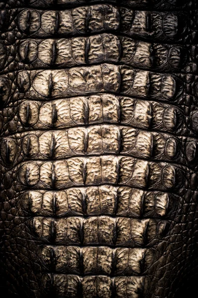 Crocodile skin texture — Stock Photo, Image