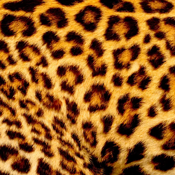 Véritable peau de jaguar — Photo