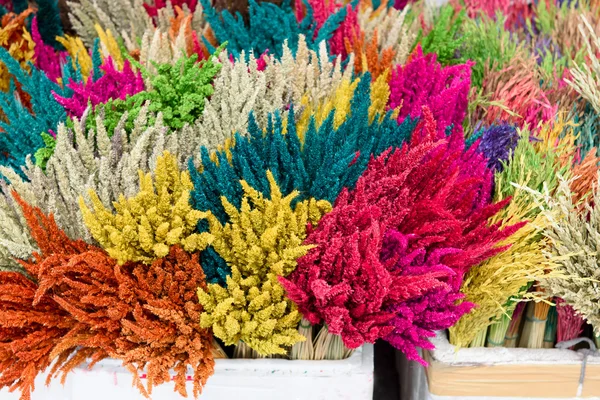 Suché květiny na trhu — Stock fotografie