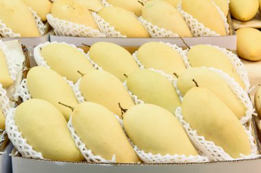 Taze mango meyve arka plan