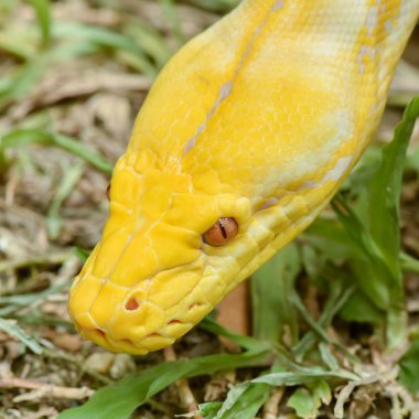 Gold Python,Reticulated python (Python reticulatus) clipart
