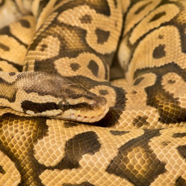 Python Kraliyet pitonu