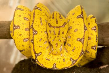 Doğa, dut dal Berry meyve