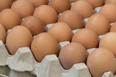 Yumurta, tavuk yumurta