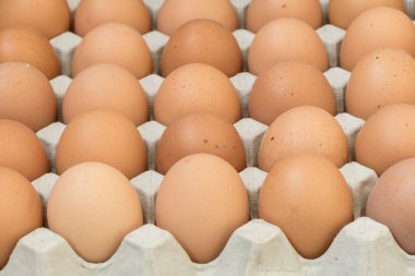 Yumurta, tavuk yumurta