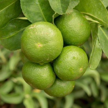 Tay yeşil limon ağacı