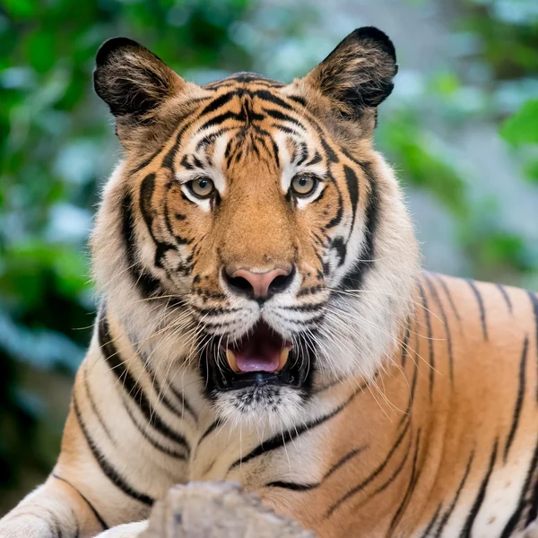 Tigre no zoológico — Fotografia de Stock