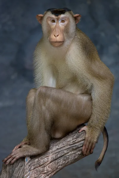 Monkey in the zoo — Stock Photo, Image