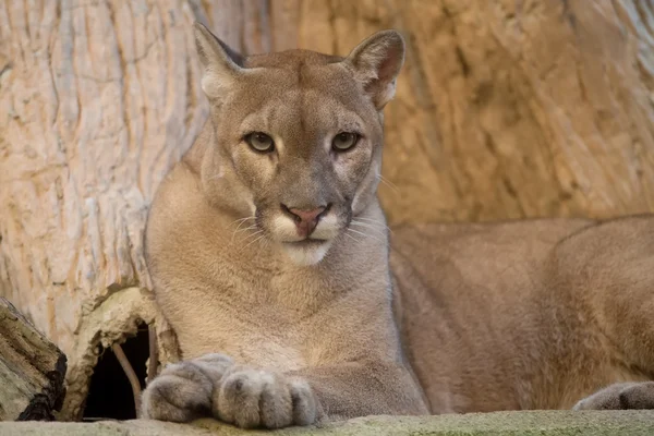 Puma az állatkertben — Stock Fotó