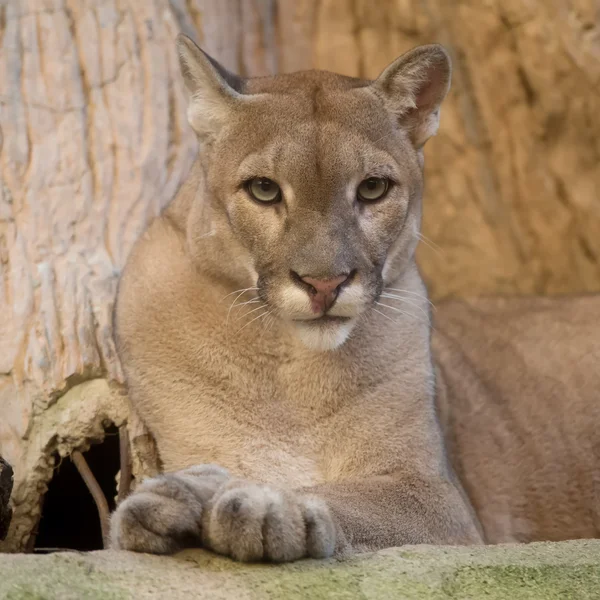 Puma az állatkertben — Stock Fotó