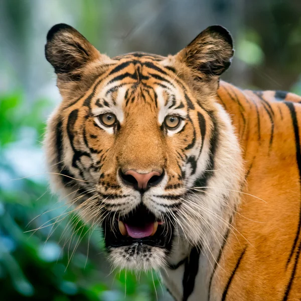 Tigre no zoológico — Fotografia de Stock