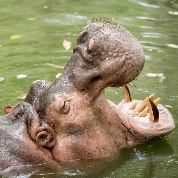 Flusspferd ernährt sich im Zoo. — Stockfoto