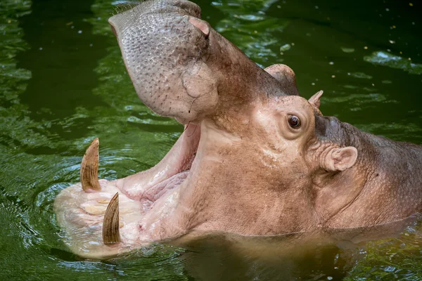 Flusspferd ernährt sich im Zoo. — Stockfoto