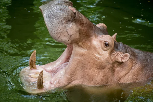 Hroch, krmení v zoo. — Stock fotografie