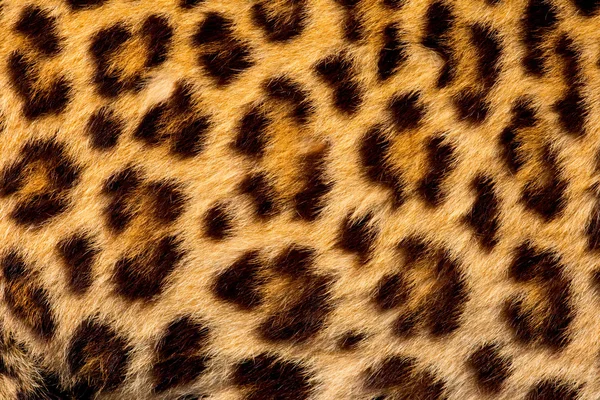 Real jaguar skin — Stock Photo, Image