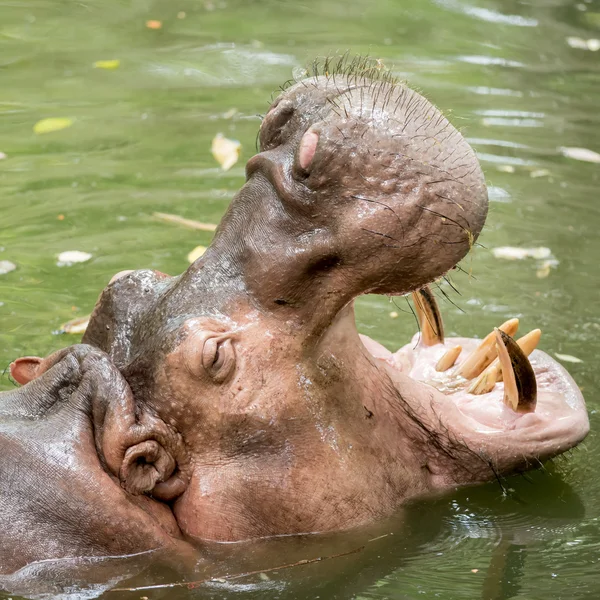 Hippopotame se nourrissant dans un zoo . — Photo