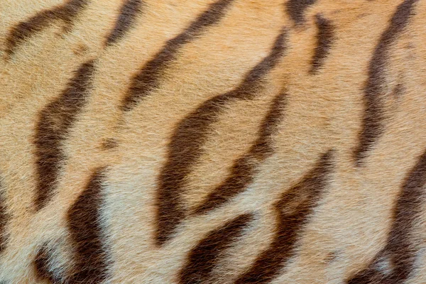真正的老虎皮毛纹理 — 图库照片