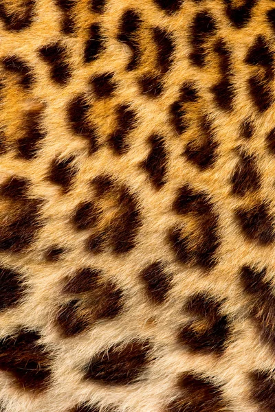 Texture vraie fourrure de tigre — Photo