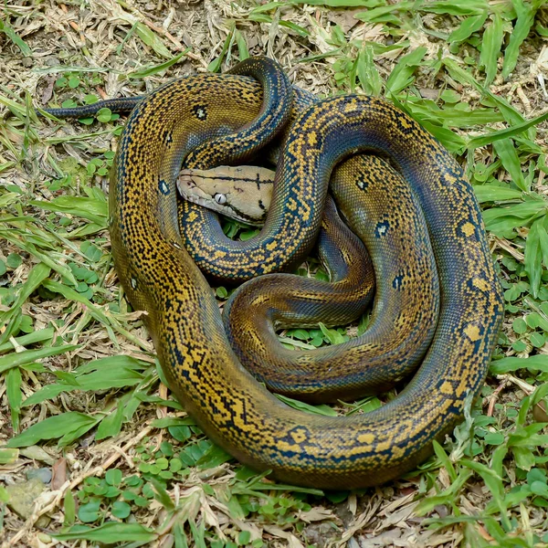 Шаровая питонская змея — стоковое фото