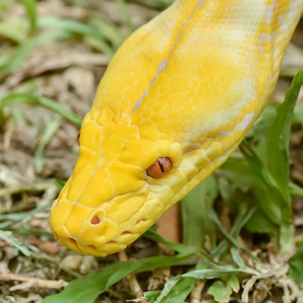Χρυσό Python, κατασκευή των ματιών python (Python reticulatus) — Φωτογραφία Αρχείου