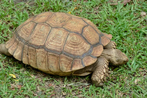 Sulcata schildpad — Stockfoto