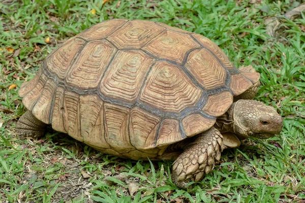 Sulcata sköldpadda — Stockfoto