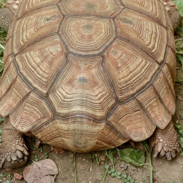 Sulcata sköldpadda — Stockfoto