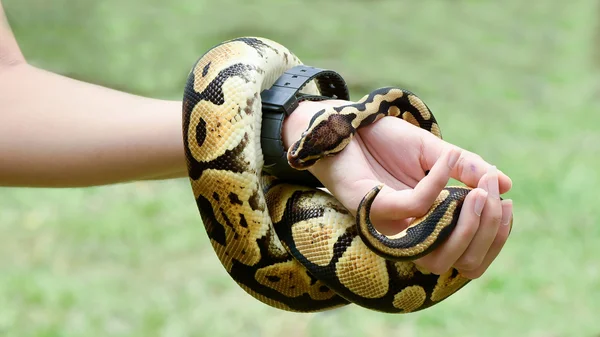 En royal eller ball python ringlar runt armen av en person — Stockfoto