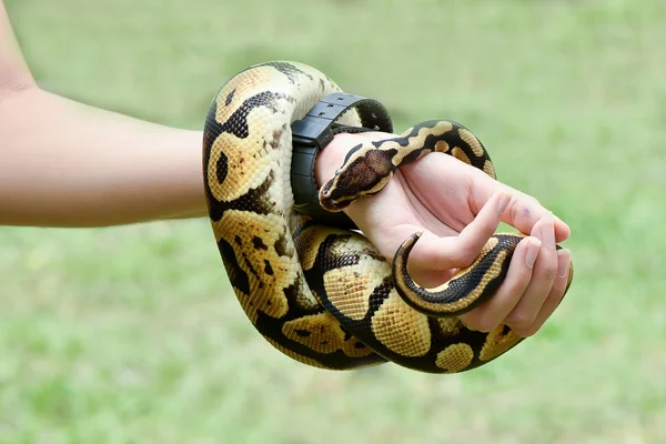 Royal ya da top python bir kişi kol dolanmak — Stok fotoğraf