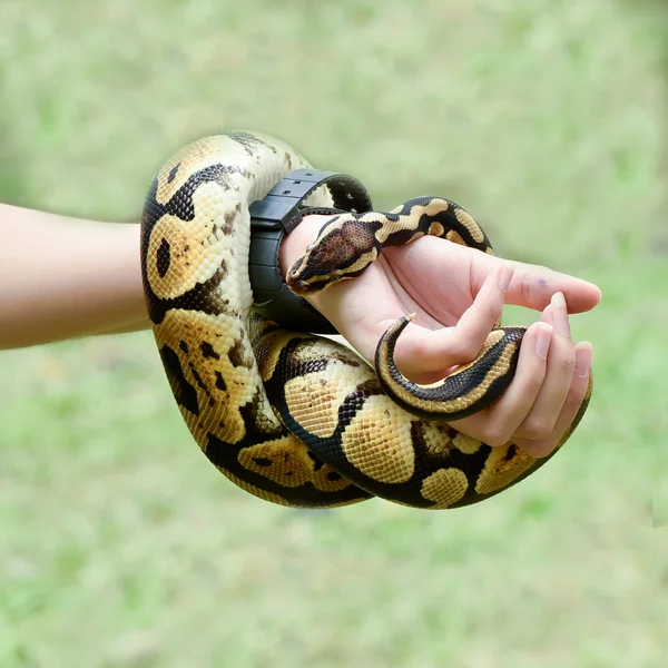 Ein Königspython oder Kugelpython, der sich um den Arm einer Person wickelt — Stockfoto