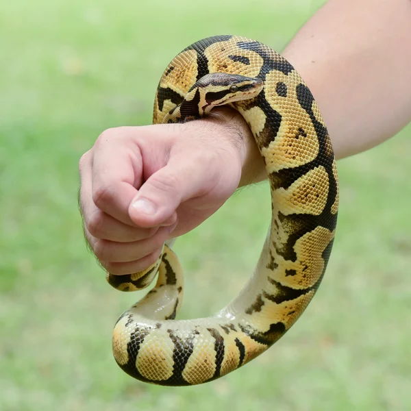 Royal lub piłka python zwinięte wokół ramienia osoby — Zdjęcie stockowe