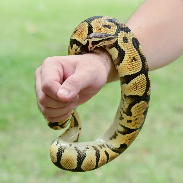 Ein Königspython oder Kugelpython, der sich um den Arm einer Person wickelt — Stockfoto